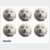 Rond Bichon Frise - Sticker (Feuille)