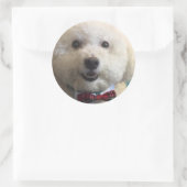 Rond Bichon Frise - Sticker (Sac)