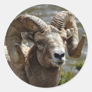 Rond Bighorn Sheep Sticker