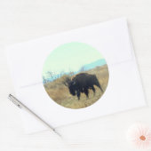 Rond Bison Buffalo Bull Sticker (Enveloppe)