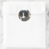 Rond Bordure Collie Stare Chien Sticker (Sac)