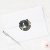 Rond Bordure Collie Stare Chien Sticker (Enveloppe)