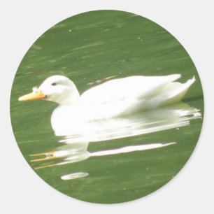 Rond Canard sur le Sticker à eau