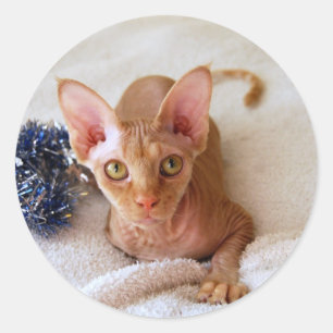 Rond Chat Sphinx Avec Sticker Tinsel