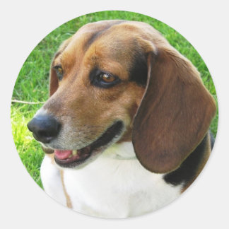 Rond Chien sur Sticker
