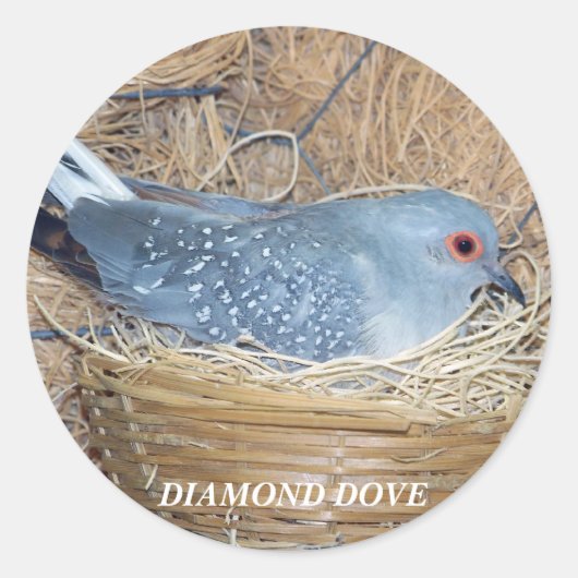 ROND DIAMOND DOVE SUR LE STICKER DU NEST (Devant)