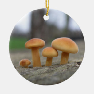 Rond En Céramique Tabourets Toadstools Macro Ornement