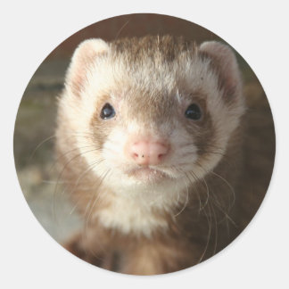 Rond Ferret Sticker