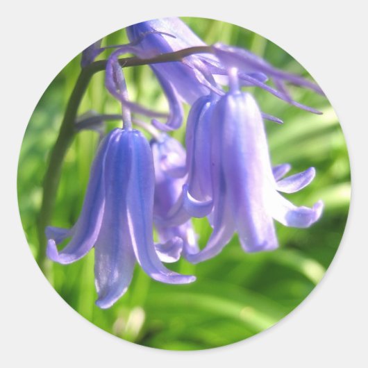 Rond Fleurs de Bluebell - Sticker (Devant)