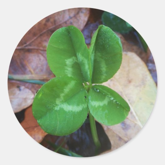 Rond Four leaf clover Sticker  (Devant)