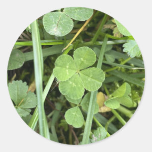 Rond Four leaf Clover Sticker