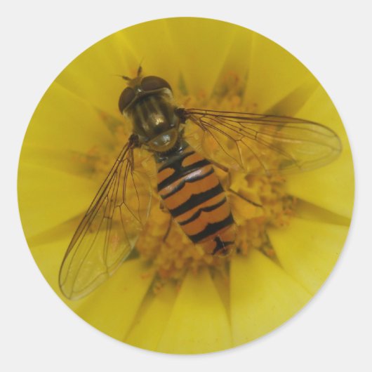 Rond Hoverfly sur un Sticker Marigold (Devant)