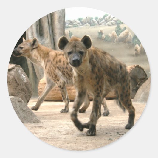 Rond Hyena Prend Un Sticker À Regarder (Devant)