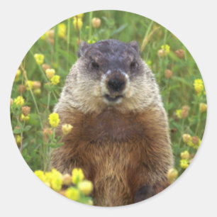 Rond Je suis Sticker pour la marmotte