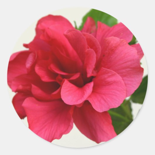 Rond Joli en rose - Sticker (Devant)