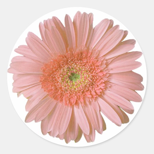 Rond Joli Sticker Gerber Daisy Peach (Devant)