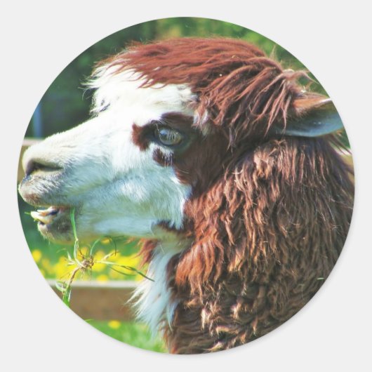 Rond Llama - Sticker (Devant)