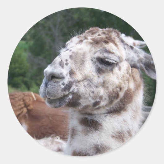 ROND LLAMA STICKER (Devant)