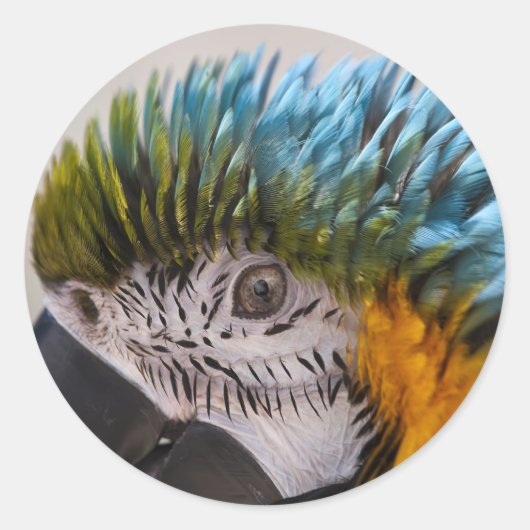 Rond Macaw Parrot - Sticker (Devant)