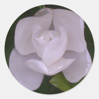 Rond Magnolia Sticker