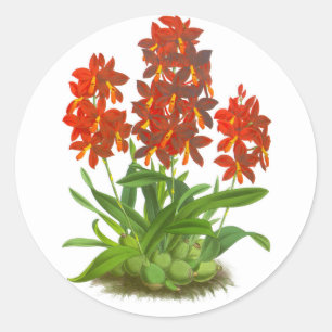 Rond Orange Red Orchid Flower_GC - Sticker