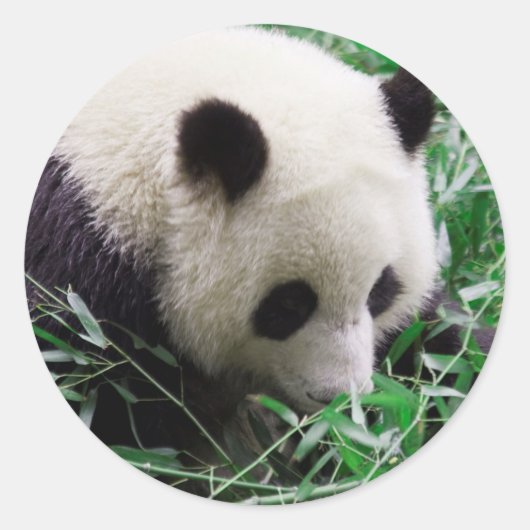 Rond Panda Sticker (Devant)