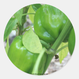 Rond Poivrons verts Jardin Nature Photo Sticker Étiquet