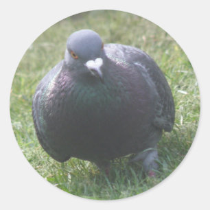 Rond Poser Sticker Pigeon
