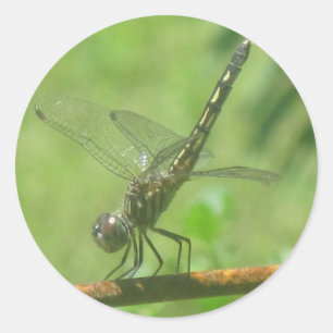 Rond Poster Sticker Dragonfly