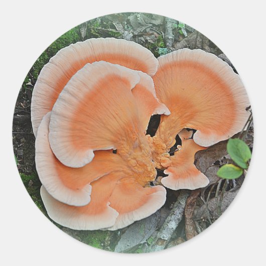 Rond Poulet De Bois Sticker Champignons (Devant)