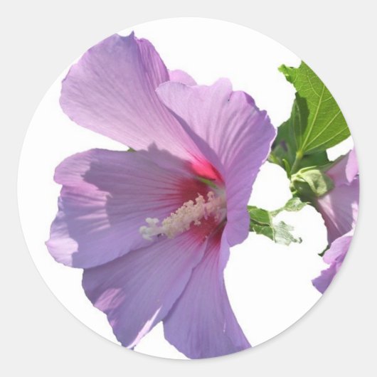 Rond Rose de Sharon Sticker (Devant)