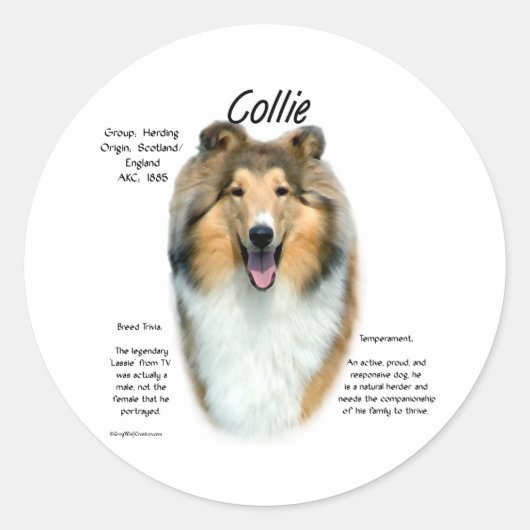 Rond Sable Rough Collie Rencontrez la race - Sticker (Devant)