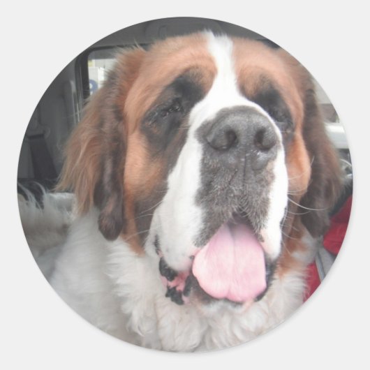 ROND SAINT BERNARD STICKER (Devant)