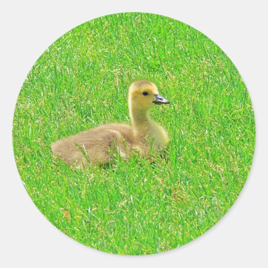 Rond Sticker (Devant)