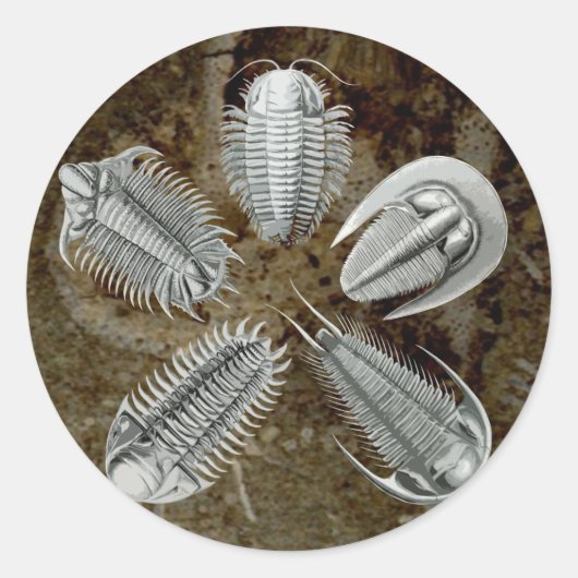 Rond Sticker 5 Trilobites (Devant)