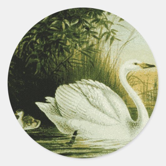 Rond Sticker à cygne Whooper (Devant)
