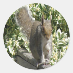 Rond Sticker à écureuil mignon
