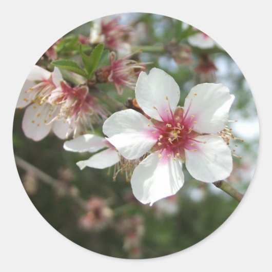 Rond Sticker à fleurs en fleurs (Devant)