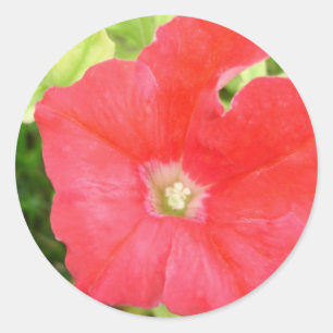 Rond Sticker à fleurs Red Petunia