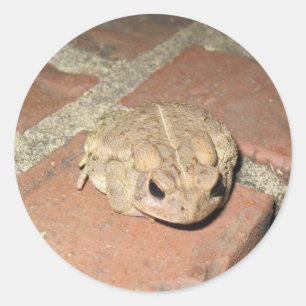 Rond Sticker à la grenouille