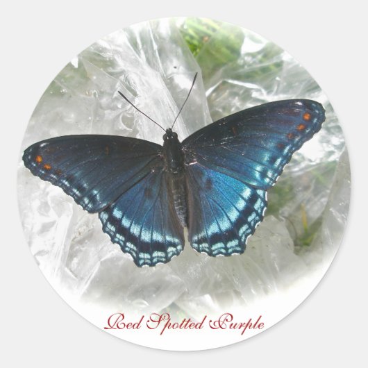 Rond Sticker à papillon pourpre tacheté rouge (Devant)