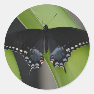 Rond Sticker à papillon Swallowtail