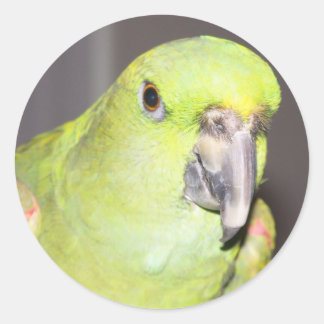 Rond Sticker à perroquet à Naples Jaunes