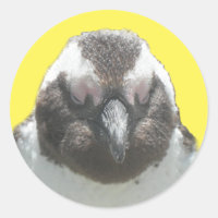 Sticker à visage de pingouin sud-africain