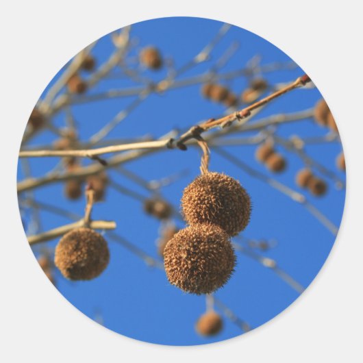 Rond Sticker Arbre Pods (Devant)