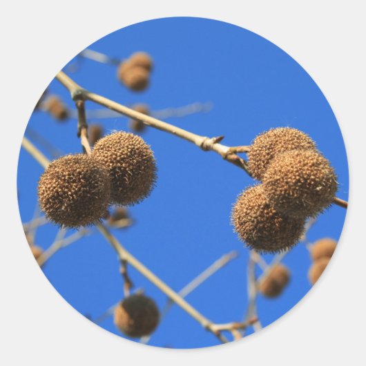 Rond Sticker Arbre Pods (Devant)
