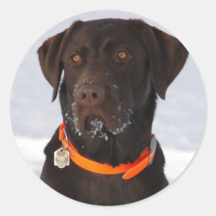 Rond Sticker au chocolat Labrador