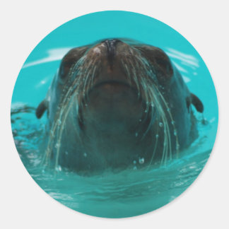 Rond Sticker au lion de la mer de Californie