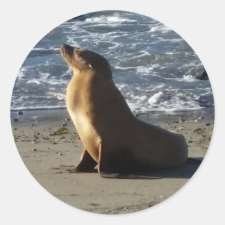 Rond Sticker au lion de mer