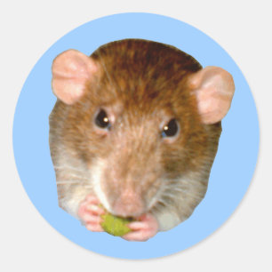 Rond Sticker au rat affamé